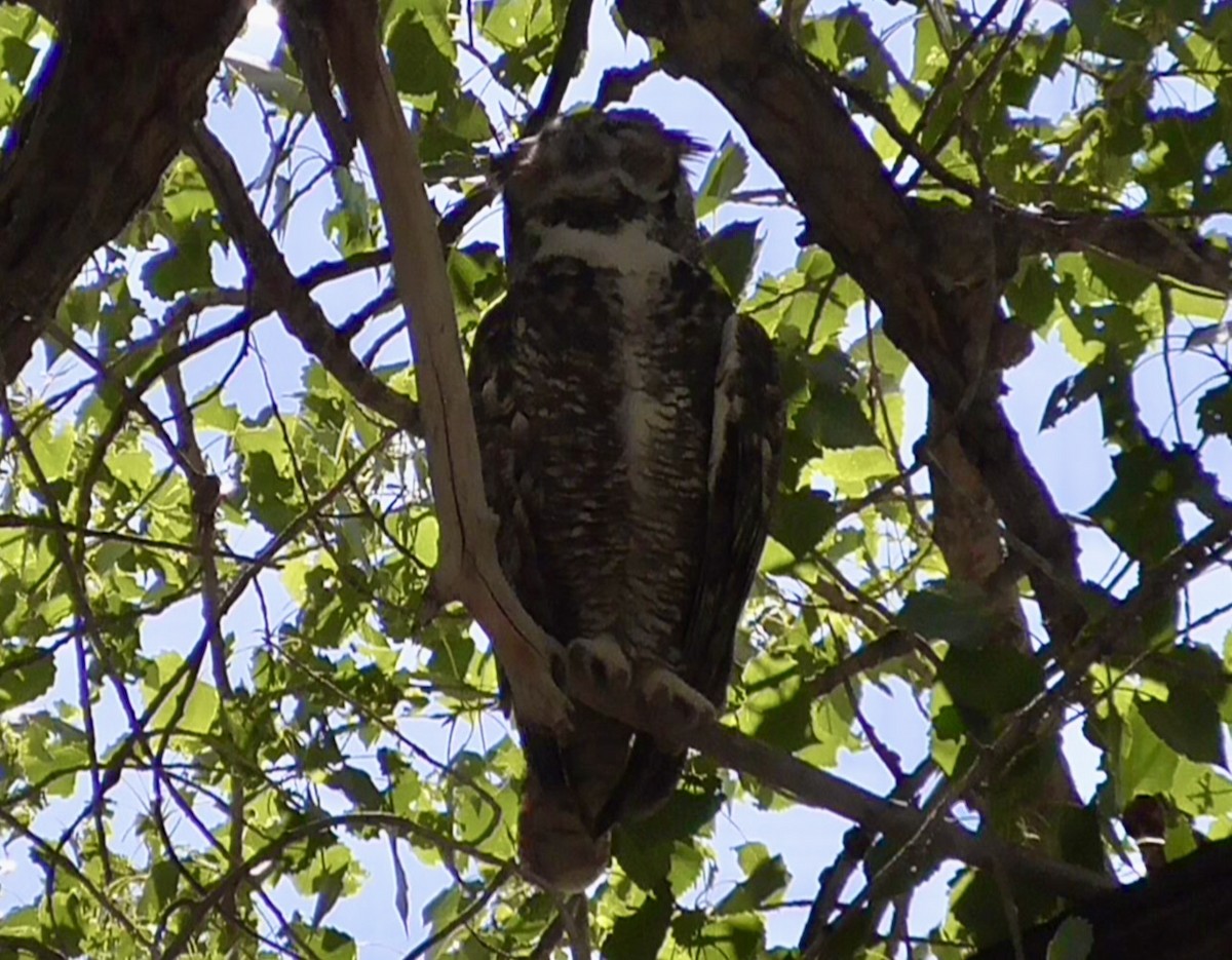 Great Horned Owl - ML641757169