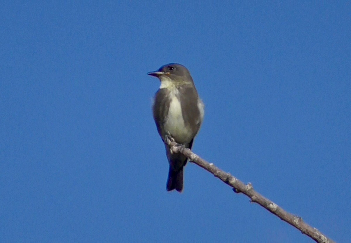 Olive-sided Flycatcher - ML641757181