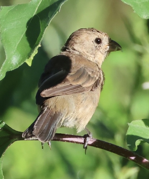 Varied Bunting - ML641757198