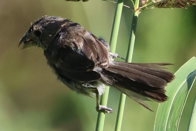 Varied Bunting - ML641757199