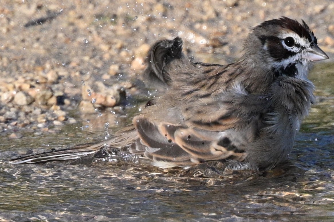 Lark Sparrow - ML641757223