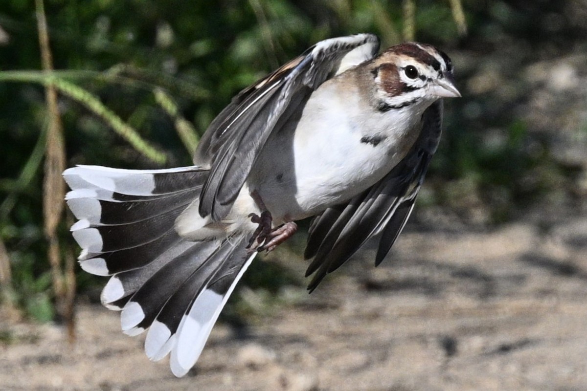 Lark Sparrow - ML641757225