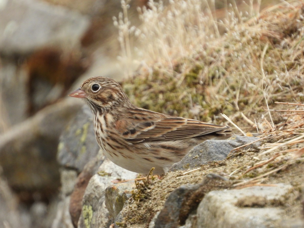 Vesper Sparrow - ML641757255