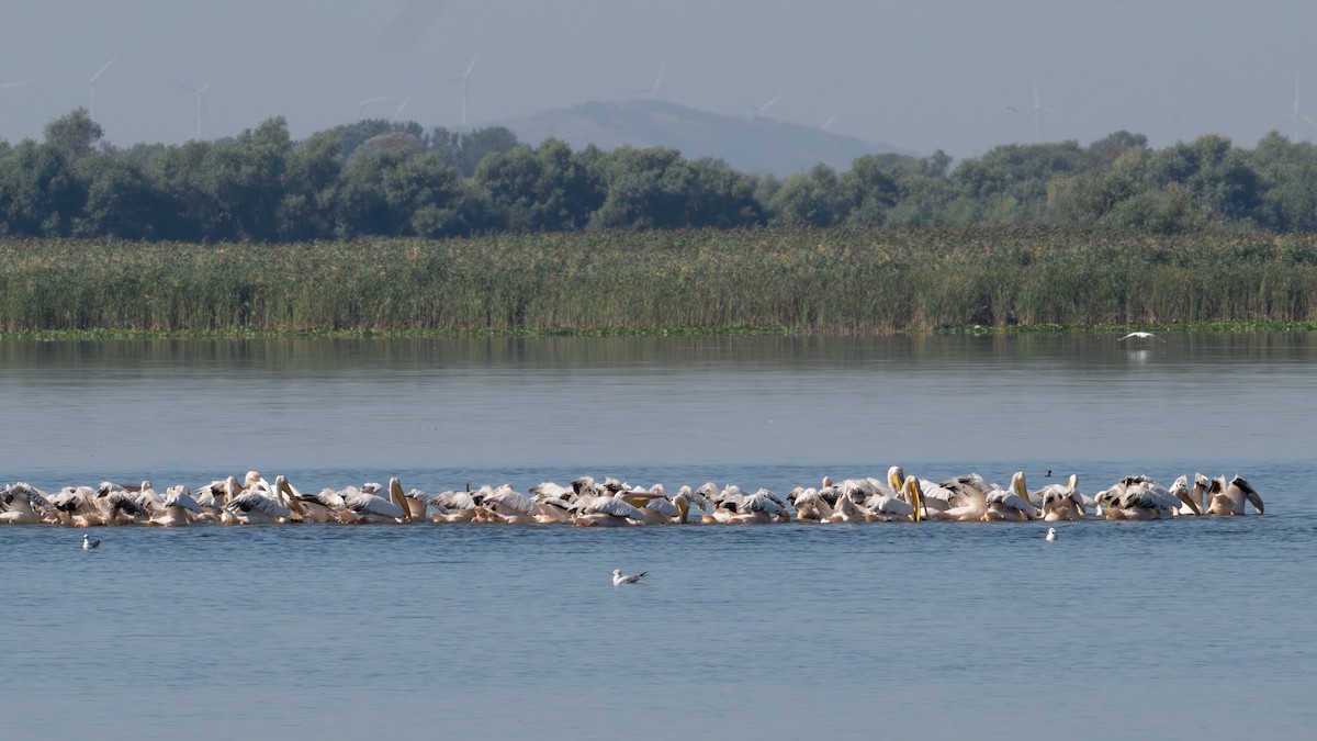 pelikán bílý - ML641757268