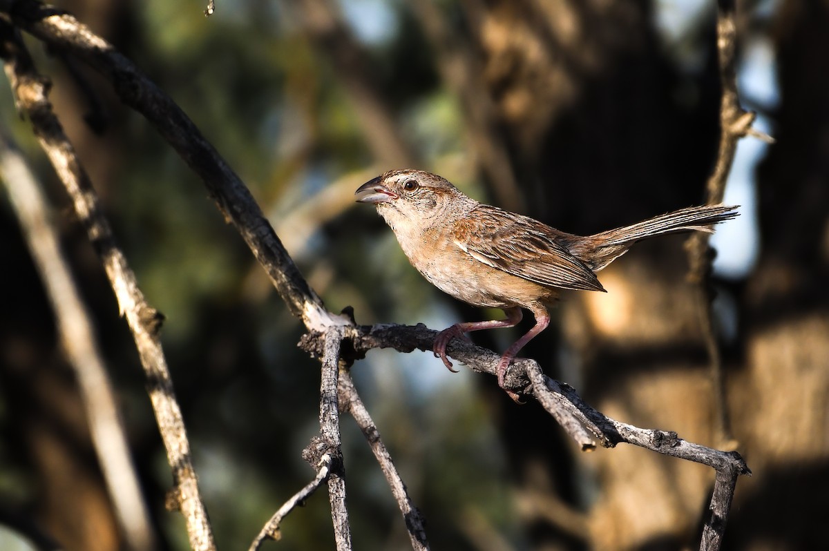 Botteri's Sparrow - ML641757340