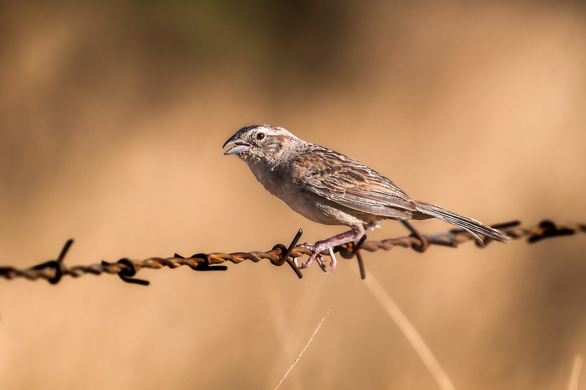 Botteri's Sparrow - ML641757341