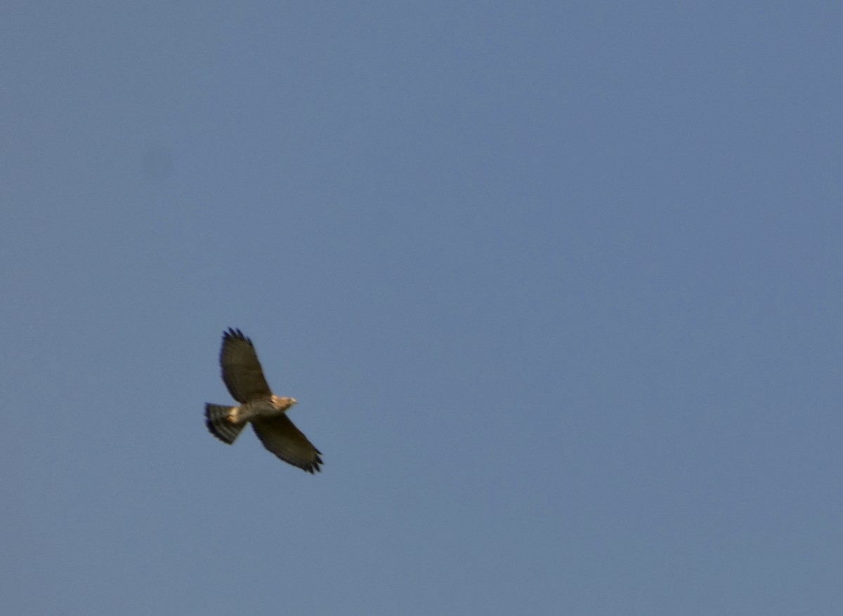 Broad-winged Hawk - ML641757372