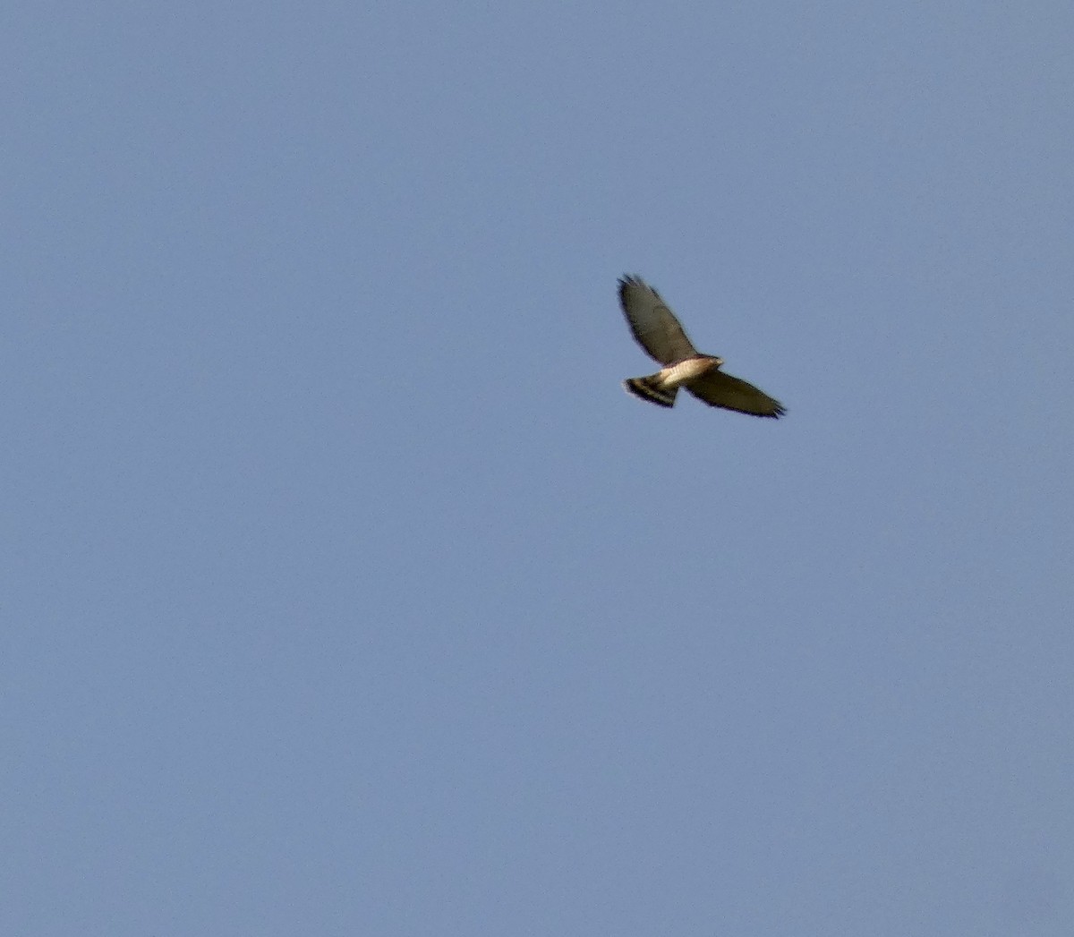 Broad-winged Hawk - ML641757373