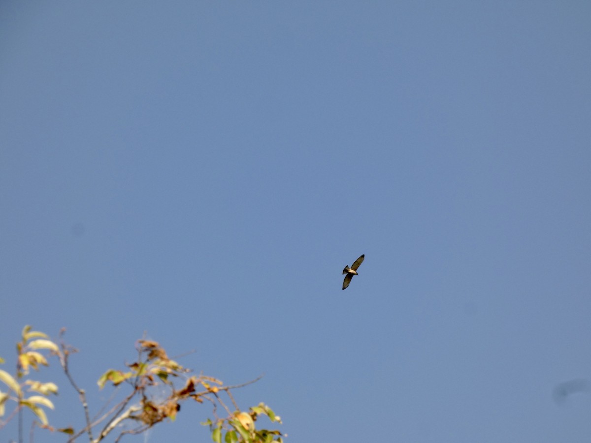 Broad-winged Hawk - ML641757374