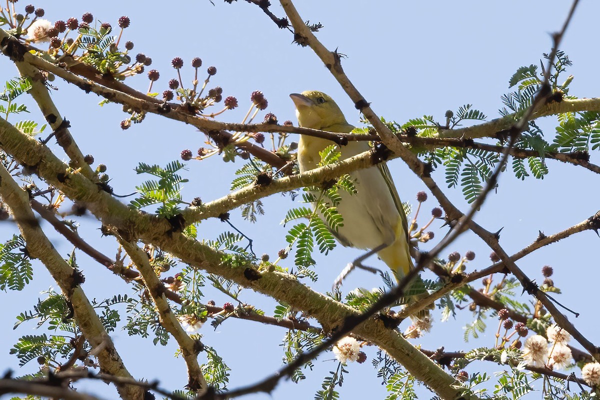 Lesser Masked-Weaver - ML641757378
