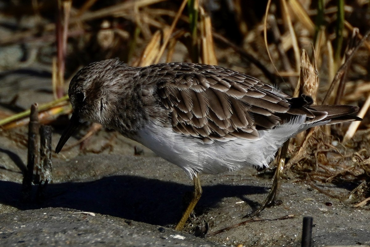 Least Sandpiper - ML641757388