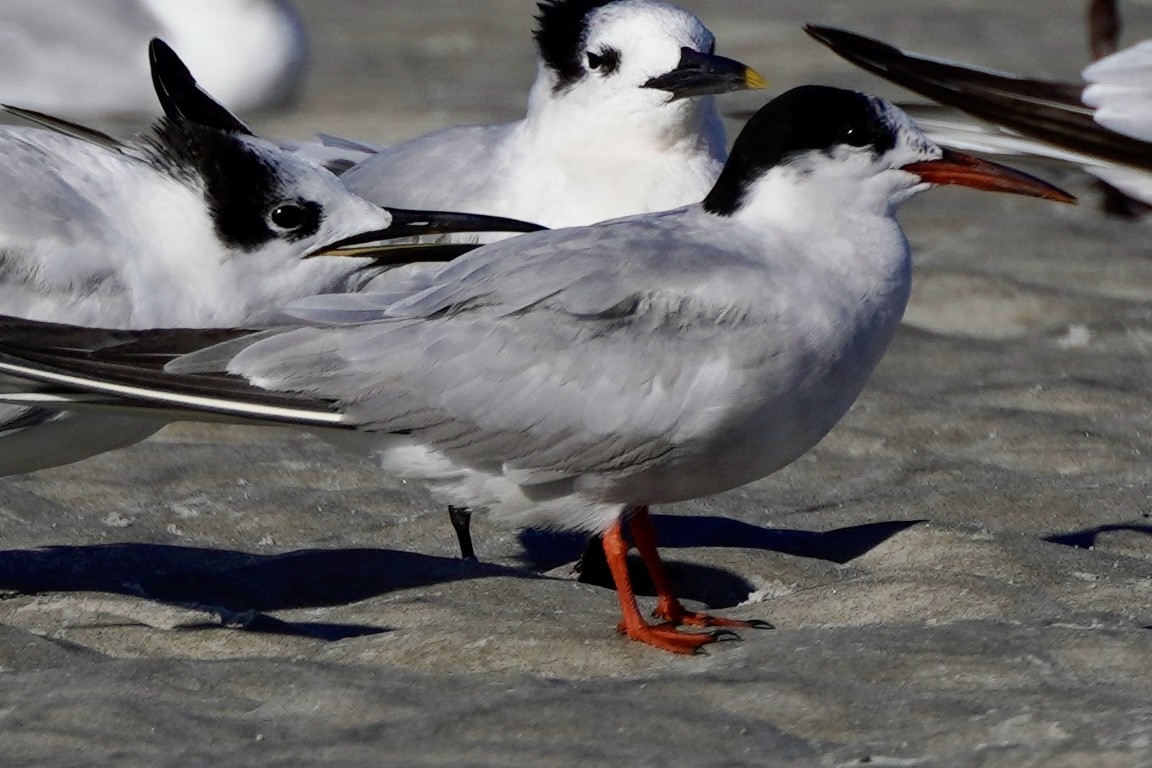 Forster's Tern - ML641757395