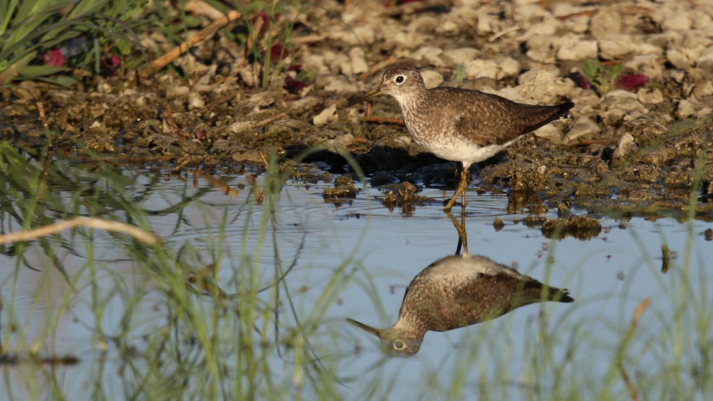 Solitary Sandpiper - ML64175741