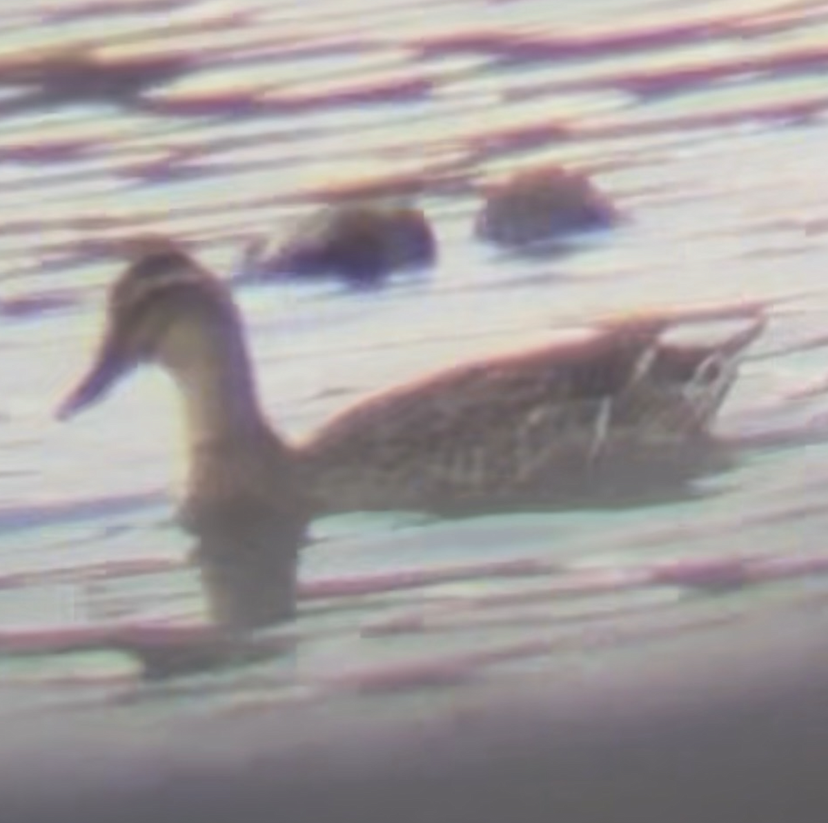 Garganey - ML641757429