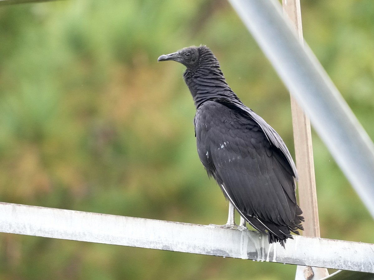 Black Vulture - ML641757433