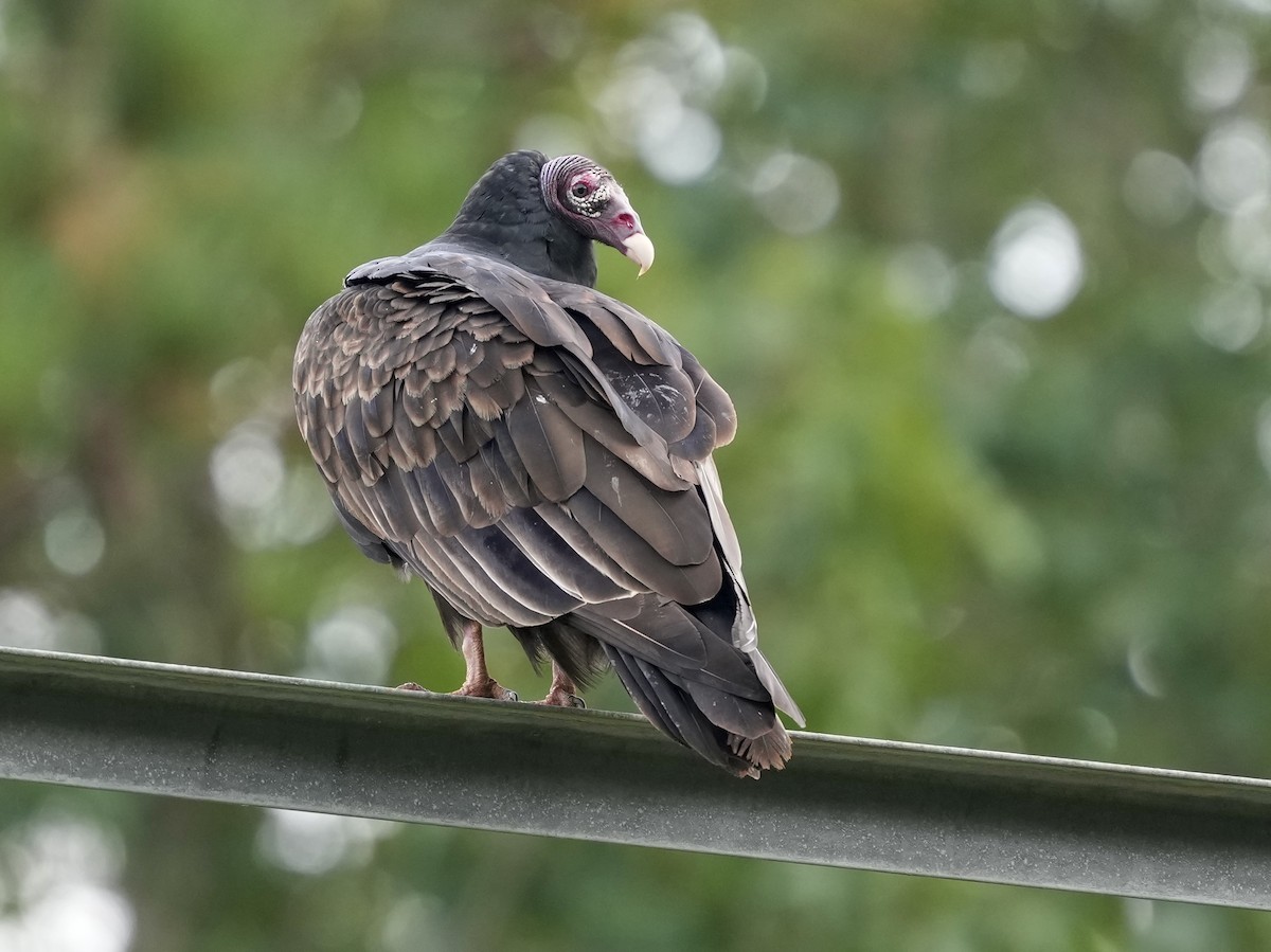 Turkey Vulture - ML641757437