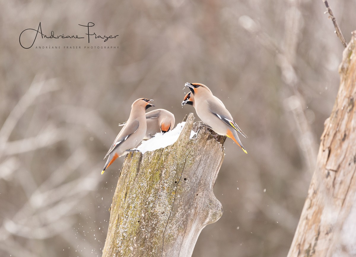 Bohemian/Cedar Waxwing - ML641757443