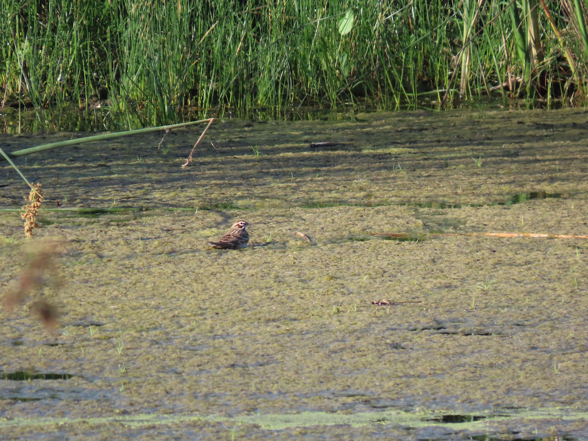 Lark Sparrow - ML641757446