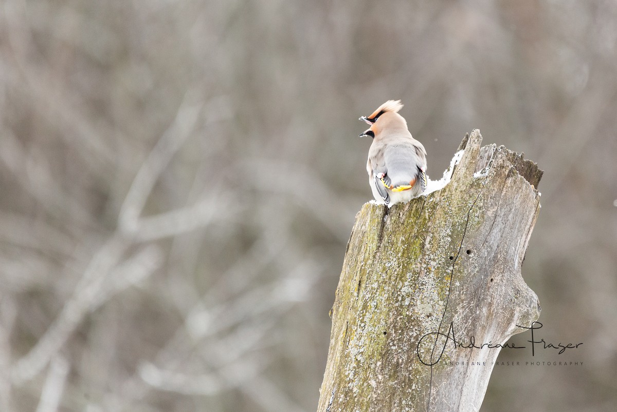 Bohemian/Cedar Waxwing - ML641757450