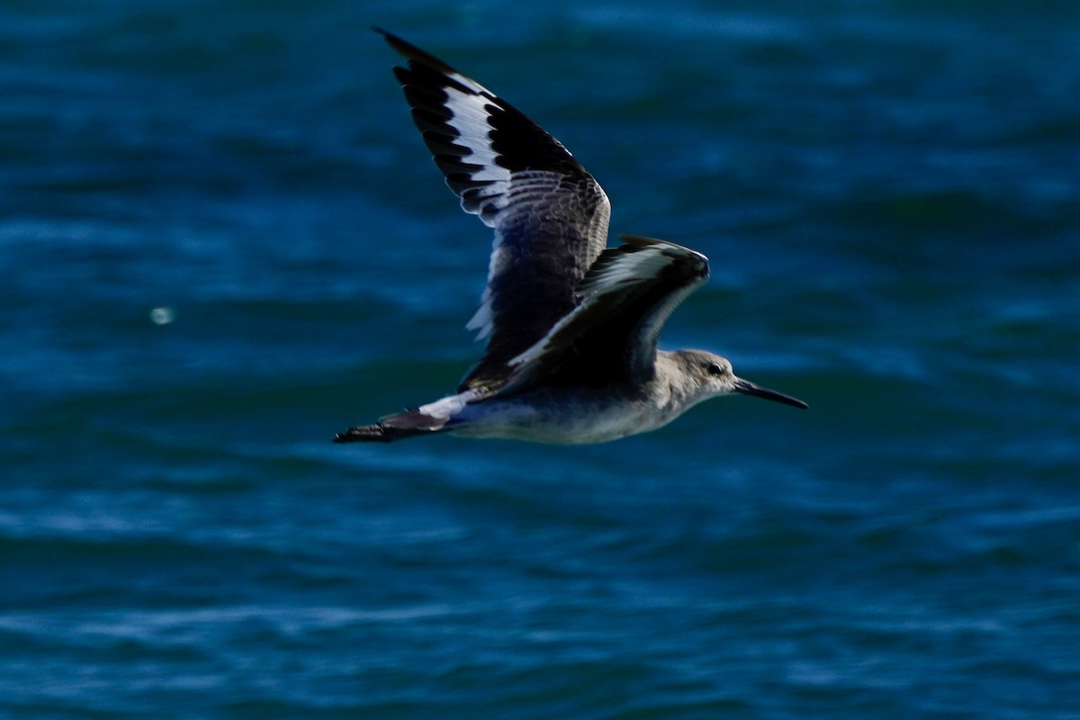 Willet - ML641757458