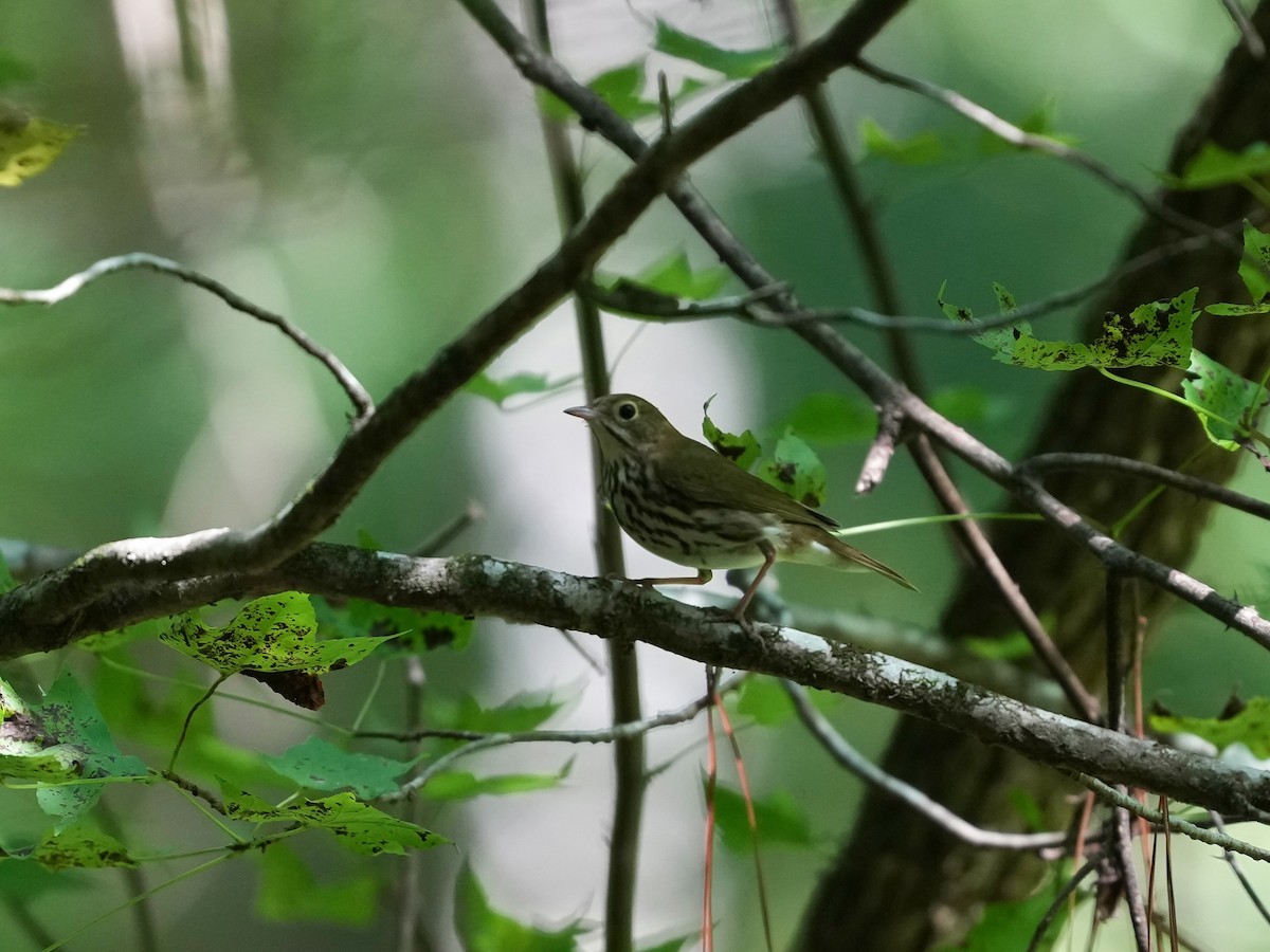 Ovenbird - ML641757467
