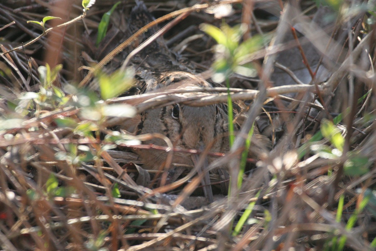 American Woodcock - ML641757469