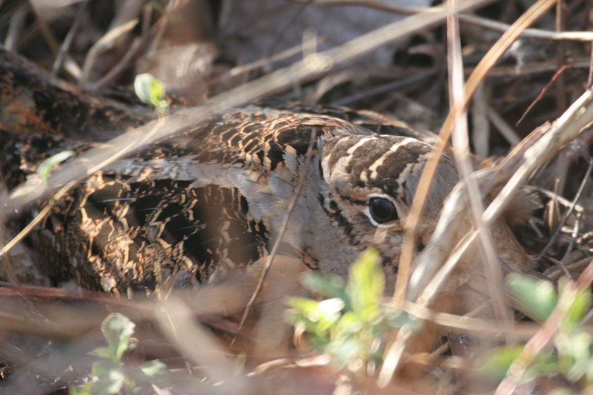 American Woodcock - ML641757478