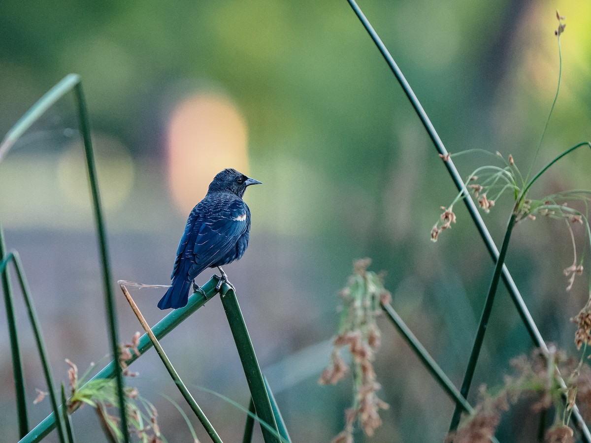 Tricolored Blackbird - ML641757481