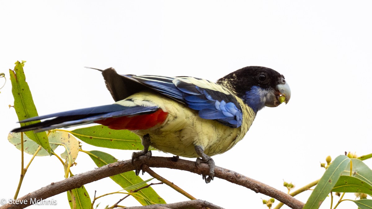 Northern Rosella - ML641757484