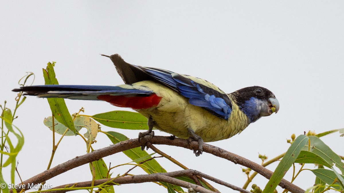 Northern Rosella - ML641757485