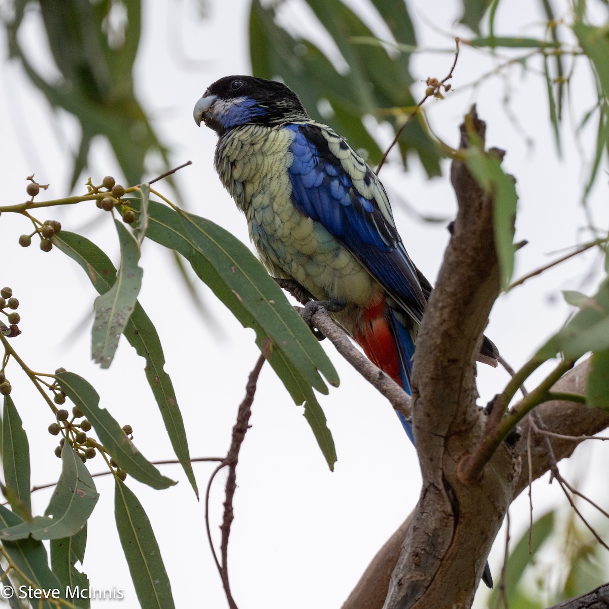 Northern Rosella - ML641757486