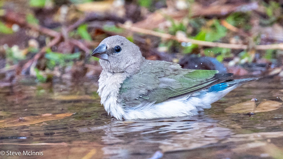 コキンチョウ - ML641757494