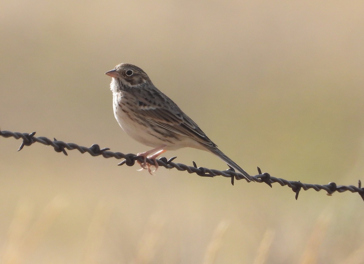 Vesper Sparrow - ML641757496