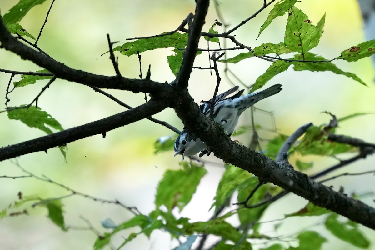 Black-and-white Warbler - ML641757501