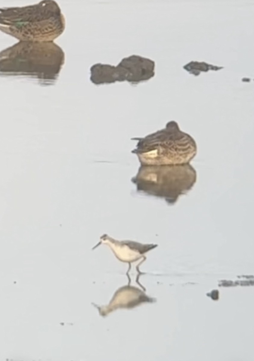 Wilson's Phalarope - ML641757509