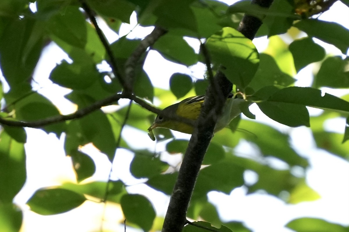 Magnolia Warbler - ML641757532