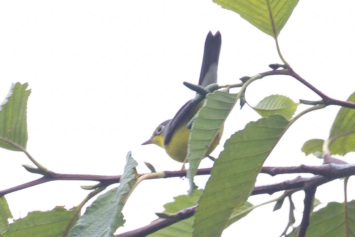 Canada Warbler - ML641757550