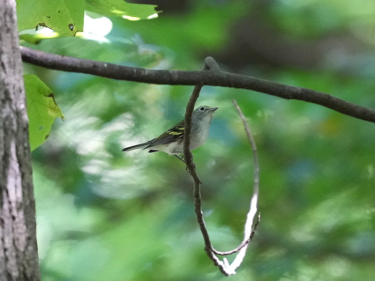 Chestnut-sided Warbler - ML641757556
