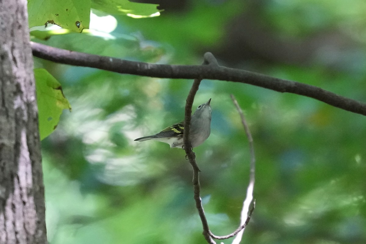 Chestnut-sided Warbler - ML641757557