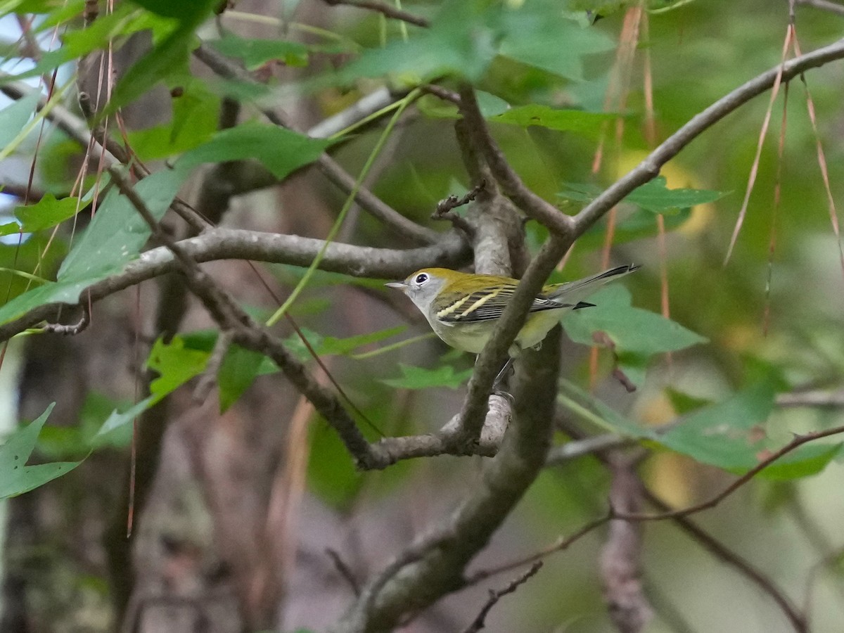 Chestnut-sided Warbler - ML641757558
