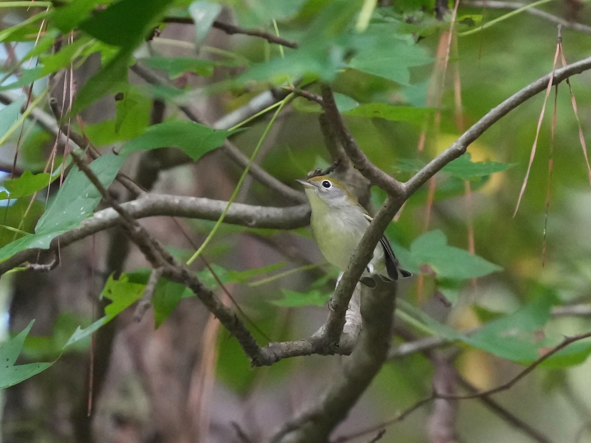 Chestnut-sided Warbler - ML641757559