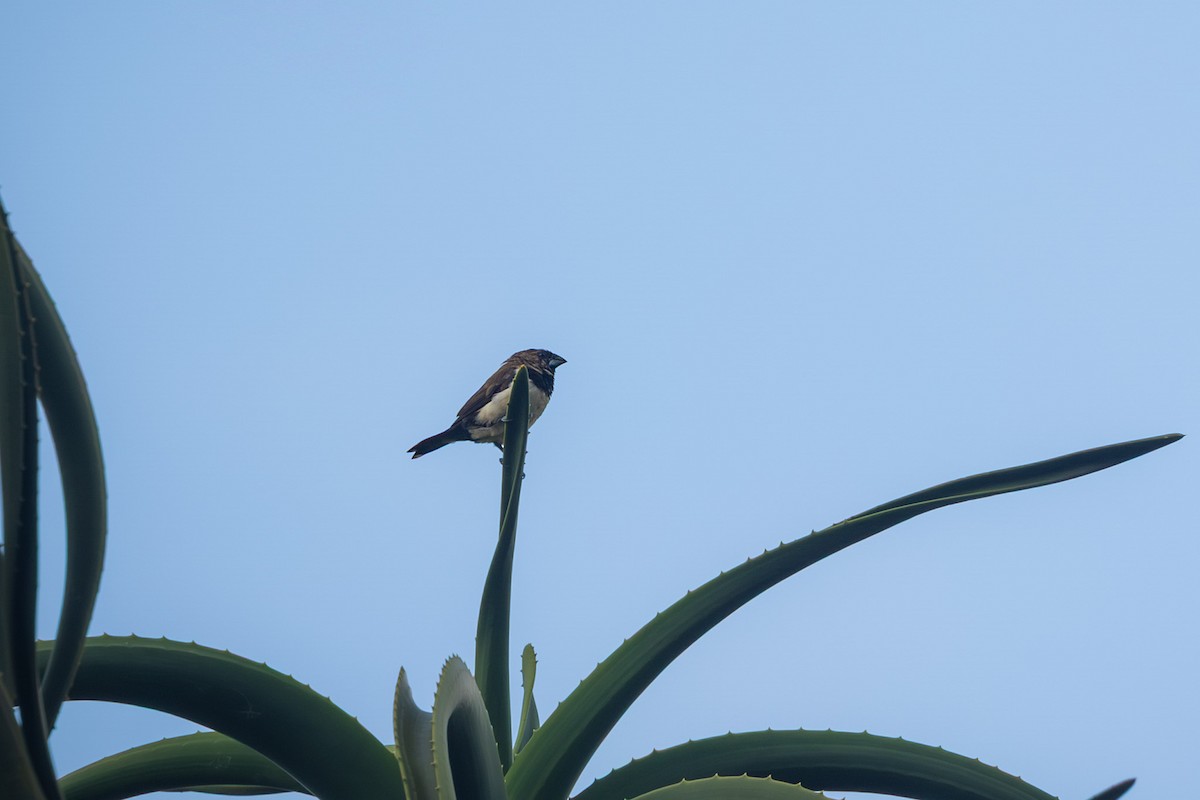 Javan Munia - ML641757571