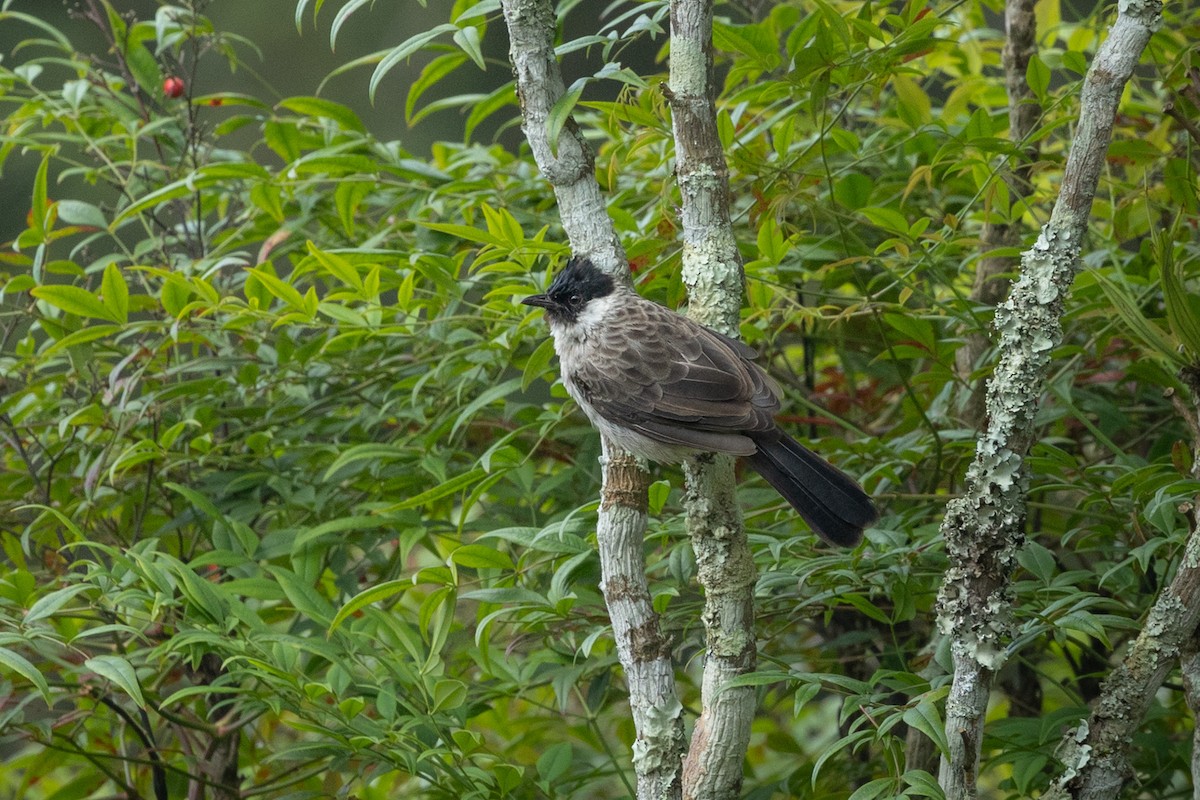 Bulbul urre-ipurdia - ML641757578