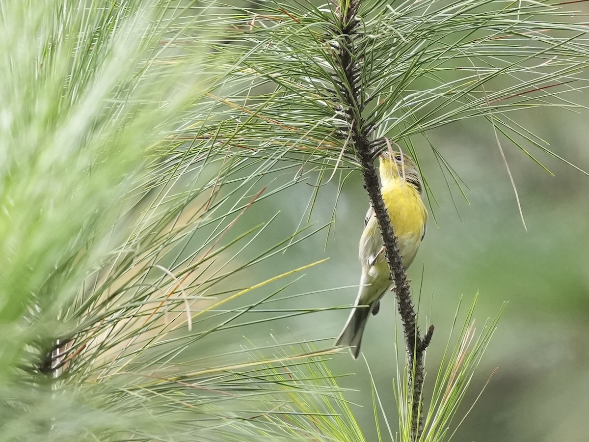 Pine Warbler - ML641757582