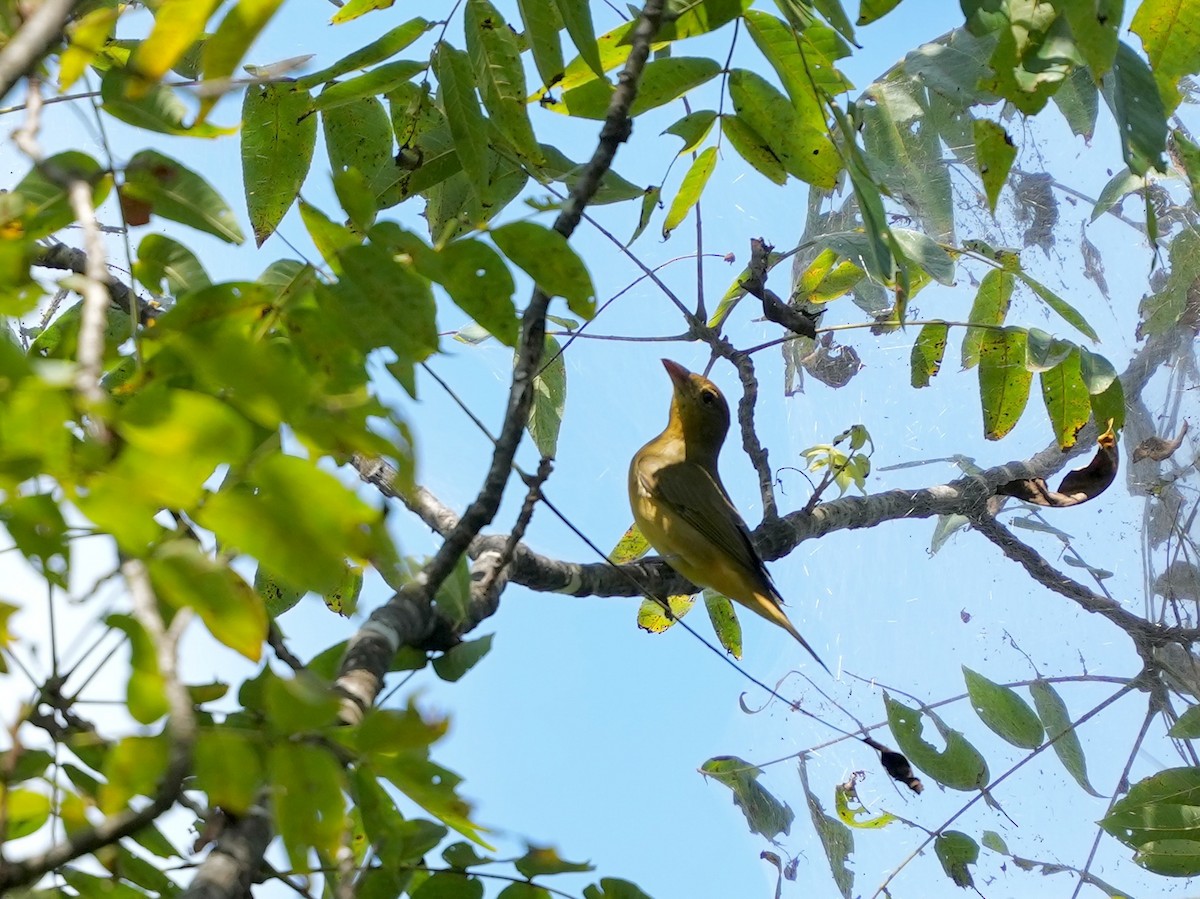 Summer Tanager - ML641757586
