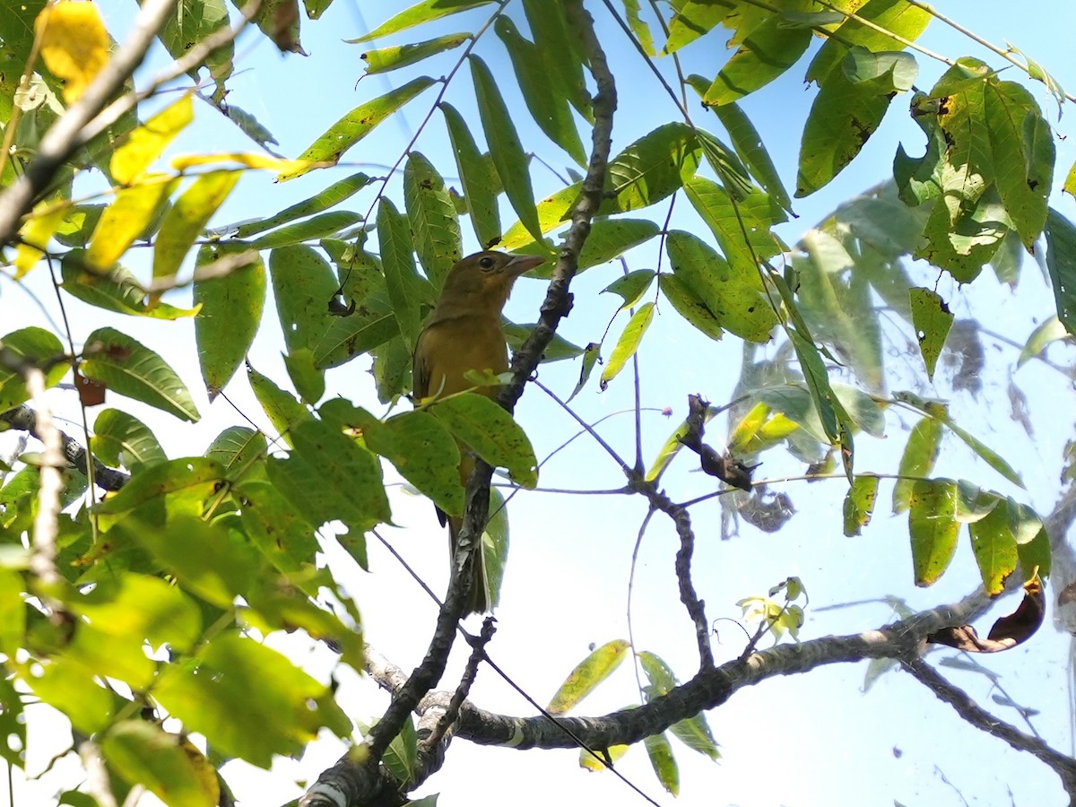 Summer Tanager - ML641757587