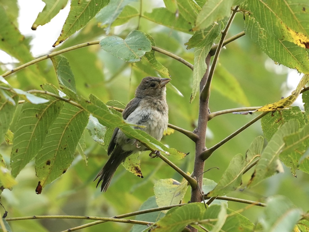 Indigo Bunting - ML641757600