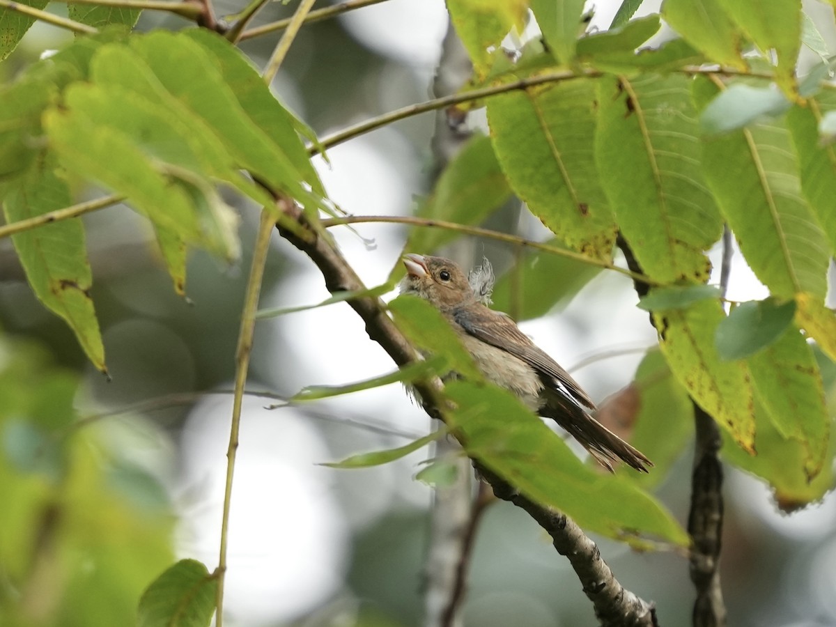 Indigo Bunting - ML641757601