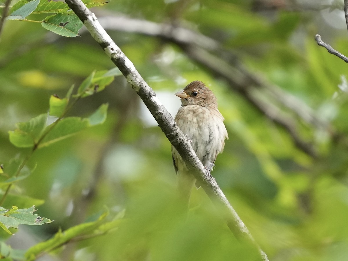 Indigo Bunting - ML641757602