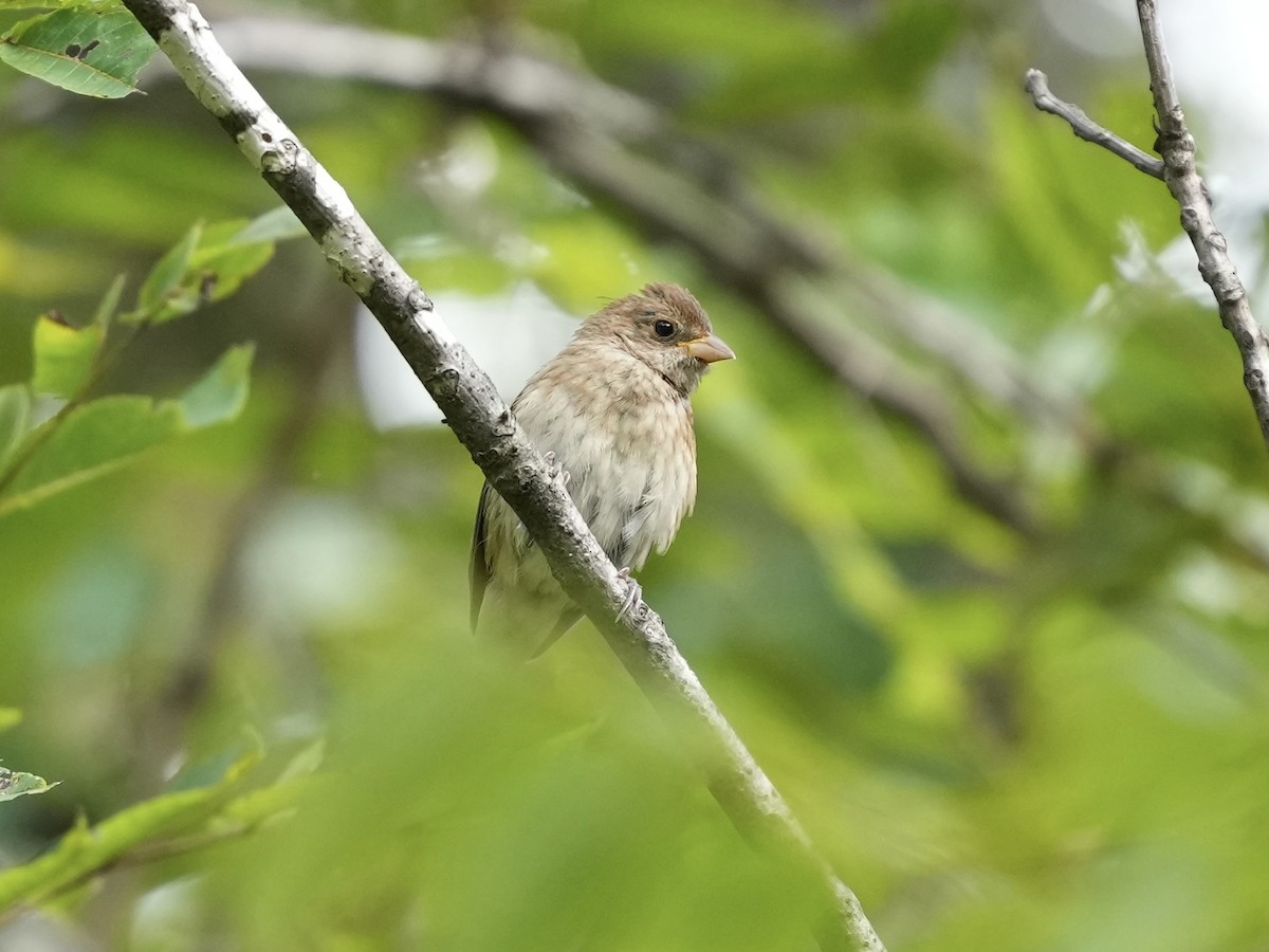 Indigo Bunting - ML641757603